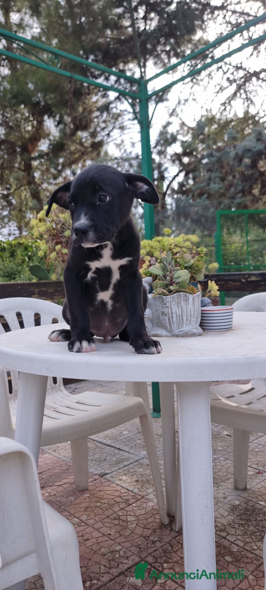 American Staffordshire cani Allevamento Amstaff in Puglia con pedigree  - Annuncio 12