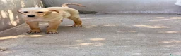 Meticcio cani in regalo: Ale maschio a Città Metropolitana di Bologna - Annuncio 4