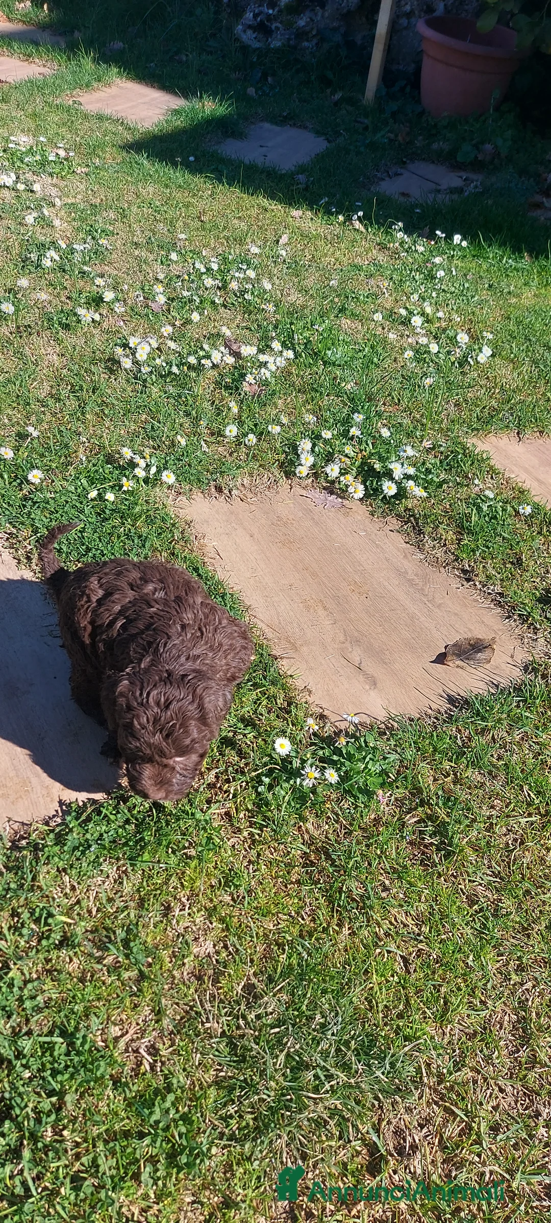Lagotto cani in vendita: Lagotto romagnolo  - Annuncio 4