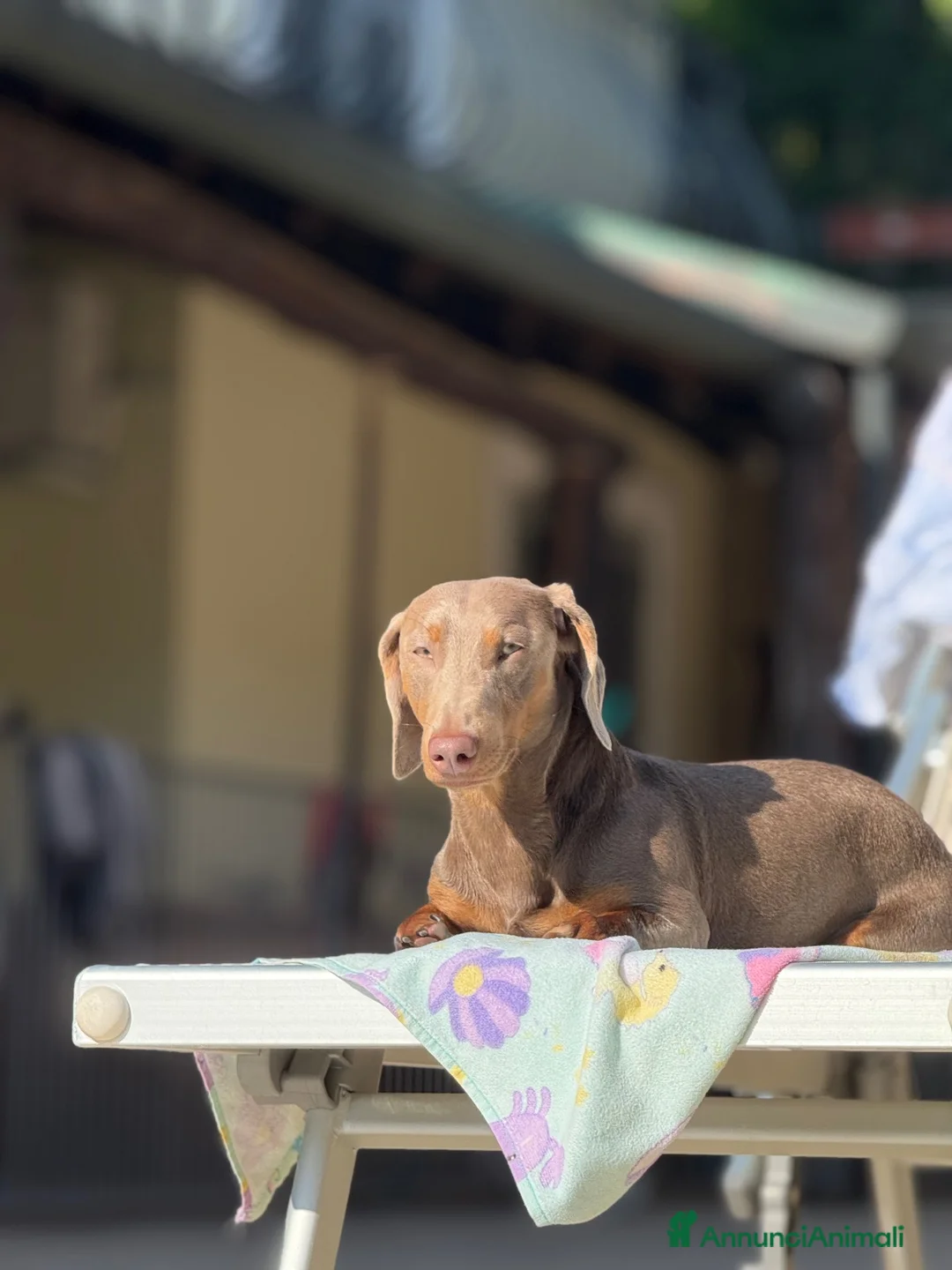 Bassotto cani per accoppiamento: Martino cerca fidanzata Napoli e provincia  a Città Metropolitana di Napoli - Annuncio 3