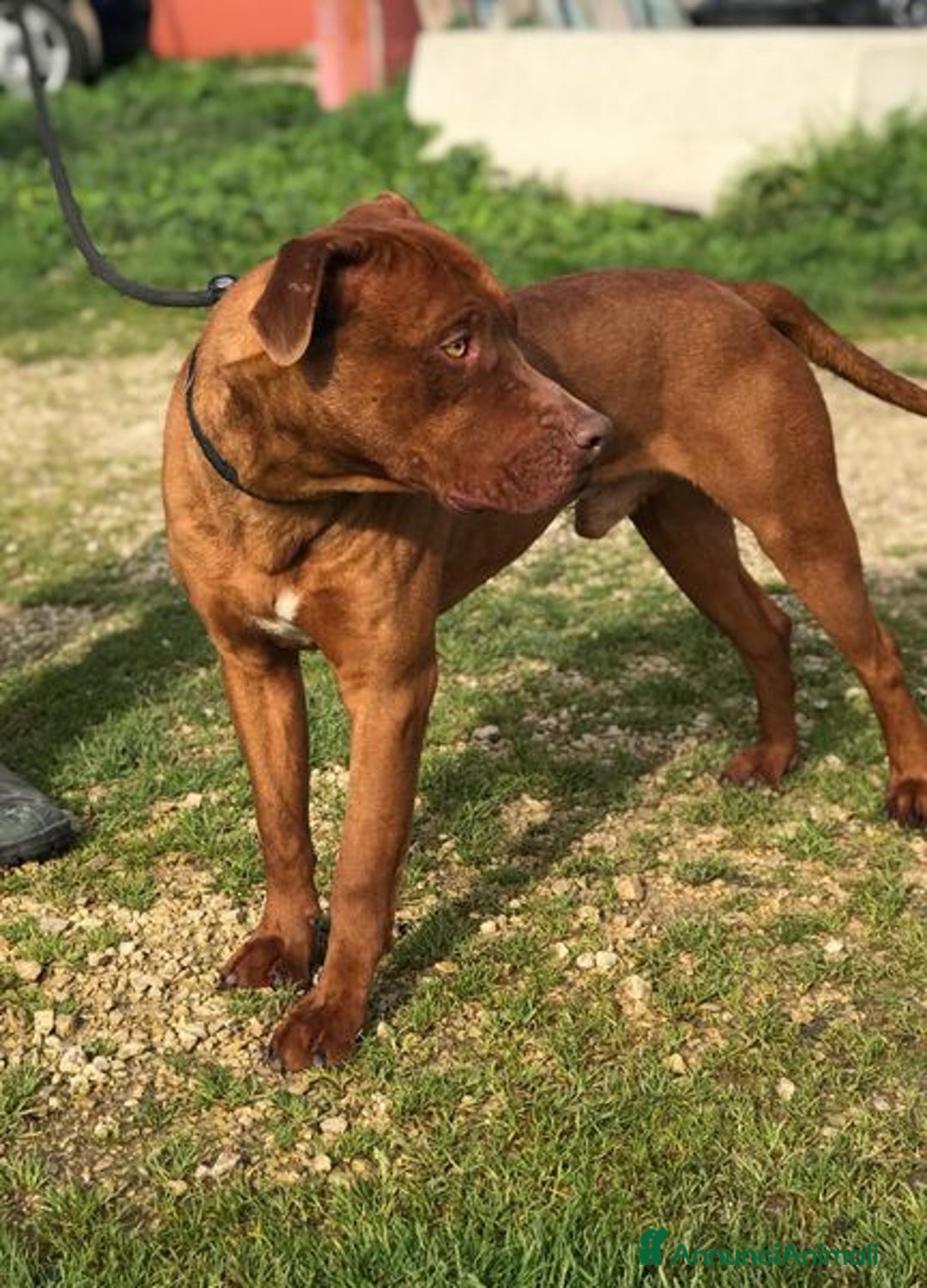 Meticcio cani in regalo: EVANDER, sguardo malinconico che conquista tutti a Provincia di Latina - Annuncio 7