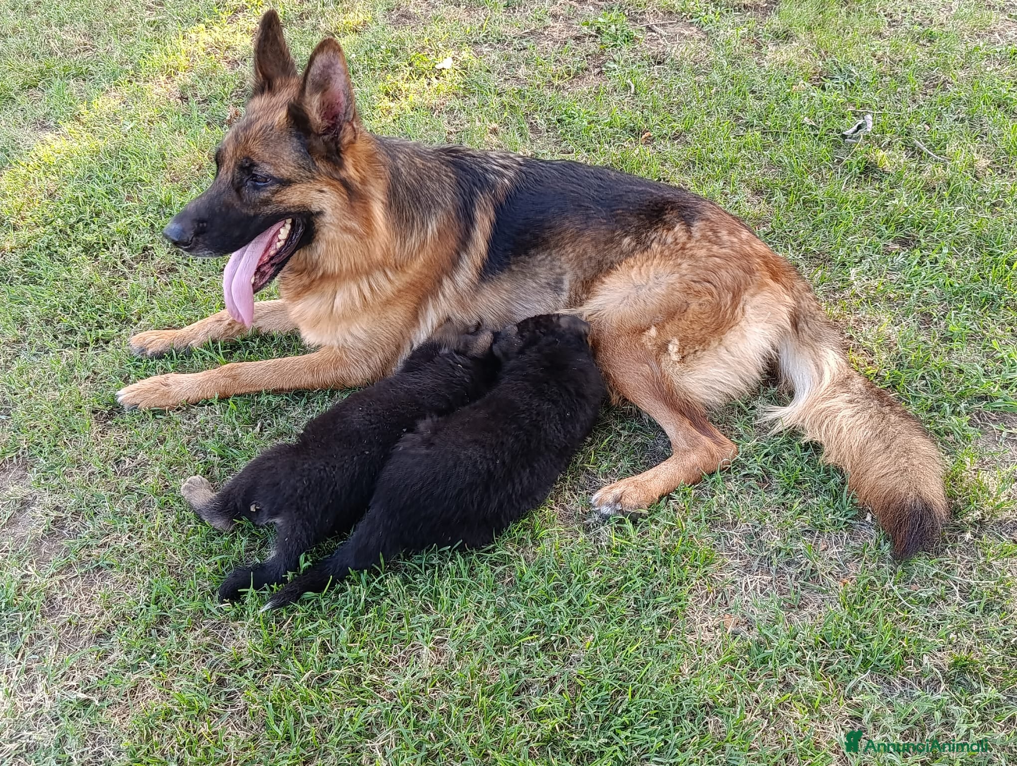 Pastore Tedesco cani in vendita: Bellissimi cuccioli Pastore Tedesco - Annuncio 1