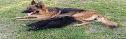 Pastore Tedesco cani in vendita: Bellissimi cuccioli Pastore Tedesco - Annuncio 1