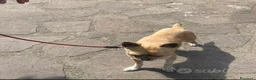 Meticcio cani in vendita: Cuccioli Pincher chihuahua  - Annuncio 7