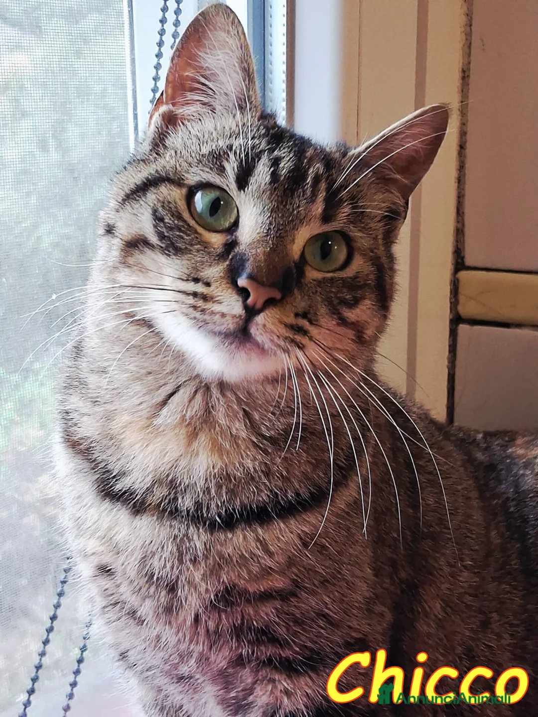 Europeo gatti in regalo: CHICCO, IL RE DELLE FUSA - Annuncio 7