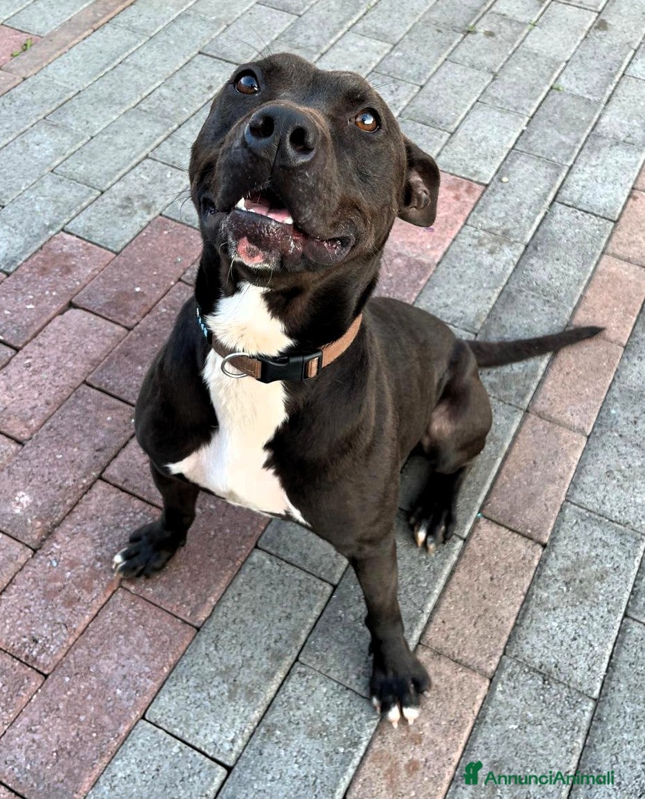 Meticcio cani MAX PIT BULL - Annuncio 8