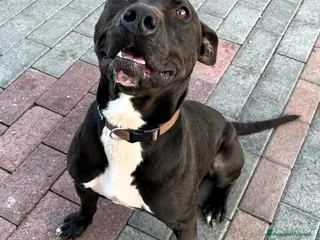 Meticcio cani MAX PIT BULL - Annuncio 8