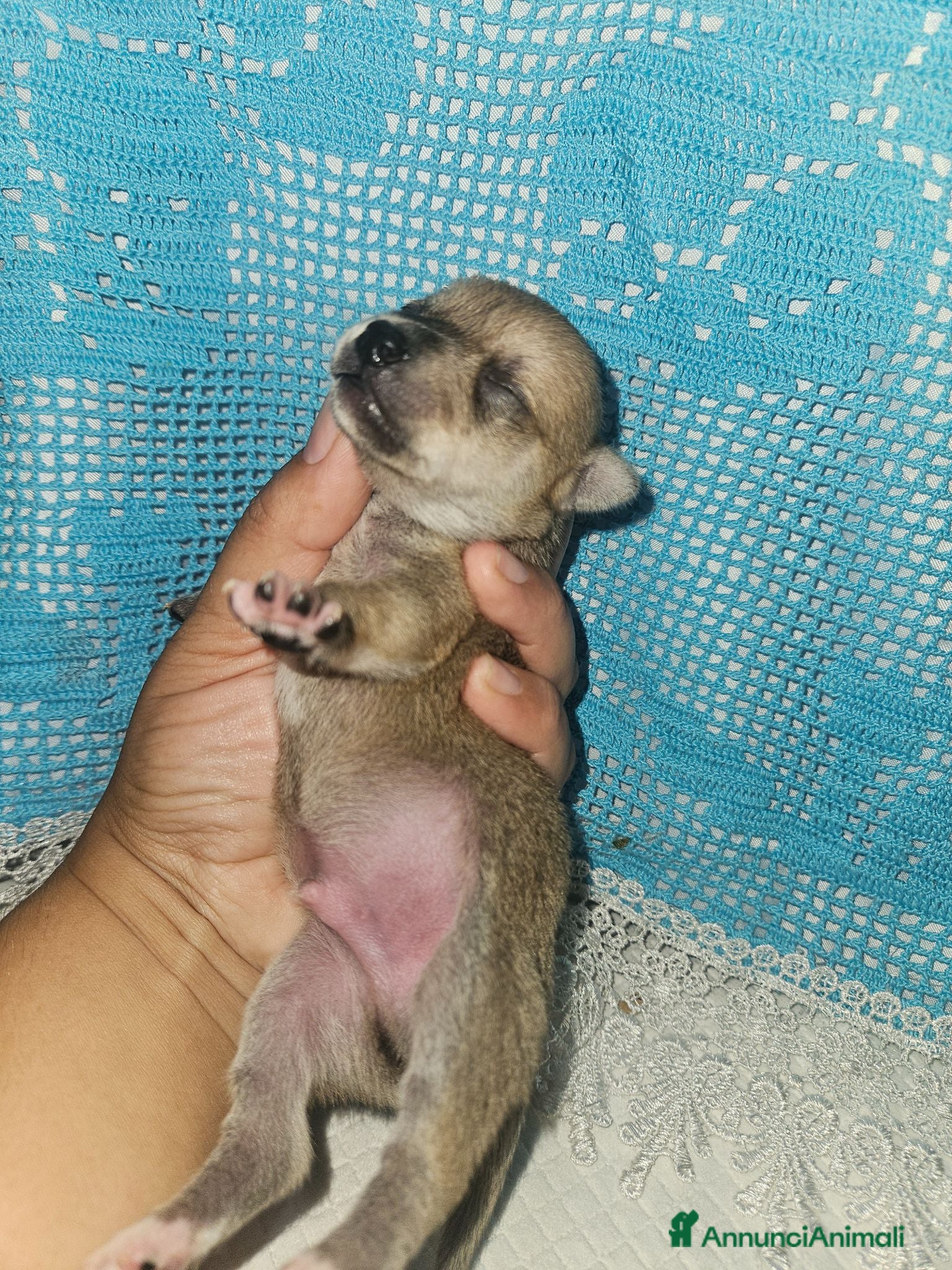 Chihuahua cani Chihuahua toy pedigree Enci  - Annuncio 5