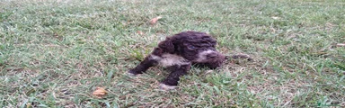 Lagotto 2