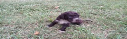 Lagotto cani in vendita: Lagotto Romagnolo con Pedigree - Annuncio 13