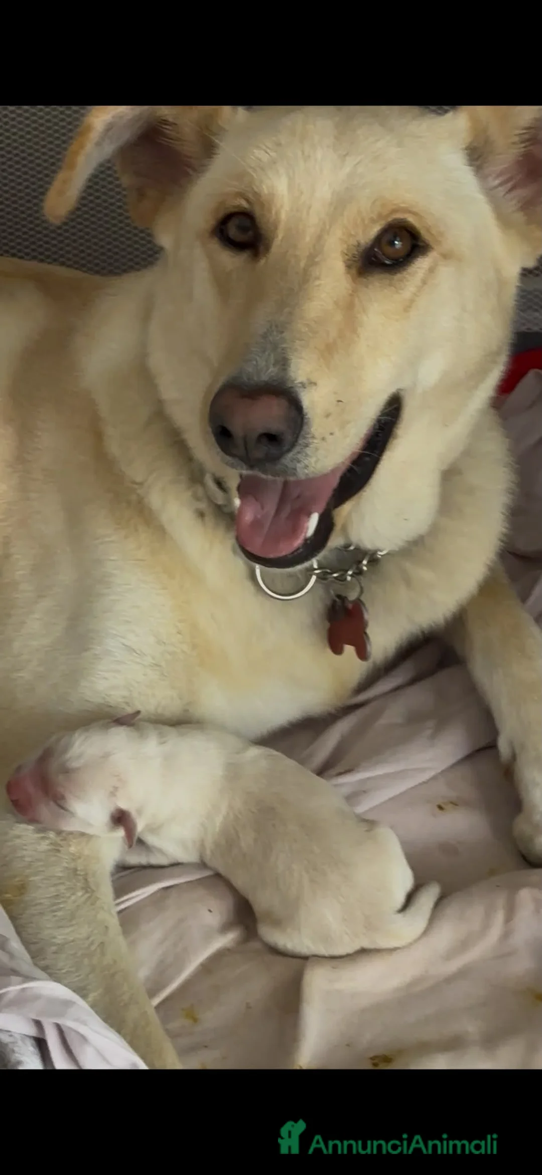 Meticcio cani in vendita: Vendo cuccioli labrador - Annuncio 2