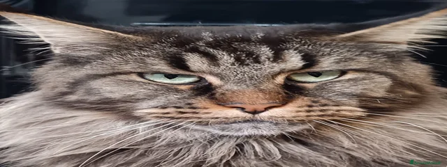 Kalypso