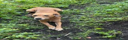 Meticcio cani in regalo: Regalo meticcio  a Città metropolitana di Catania - Annuncio 2