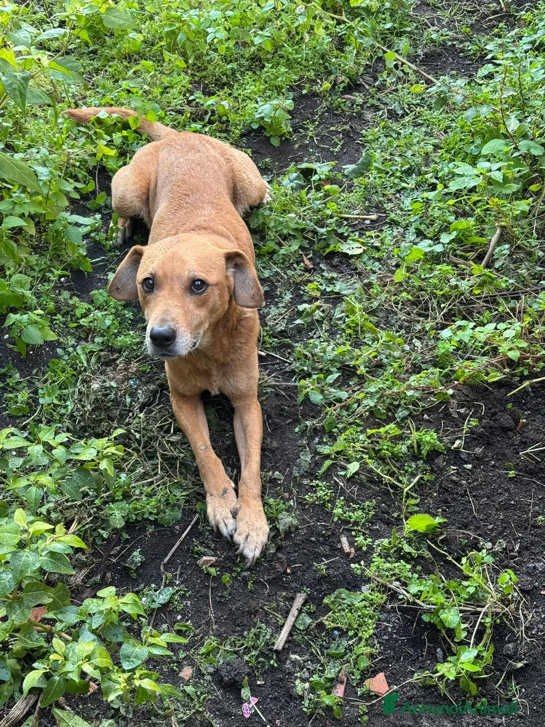 Meticcio cani in regalo: Regalo meticcio  a Città metropolitana di Catania - Annuncio 2