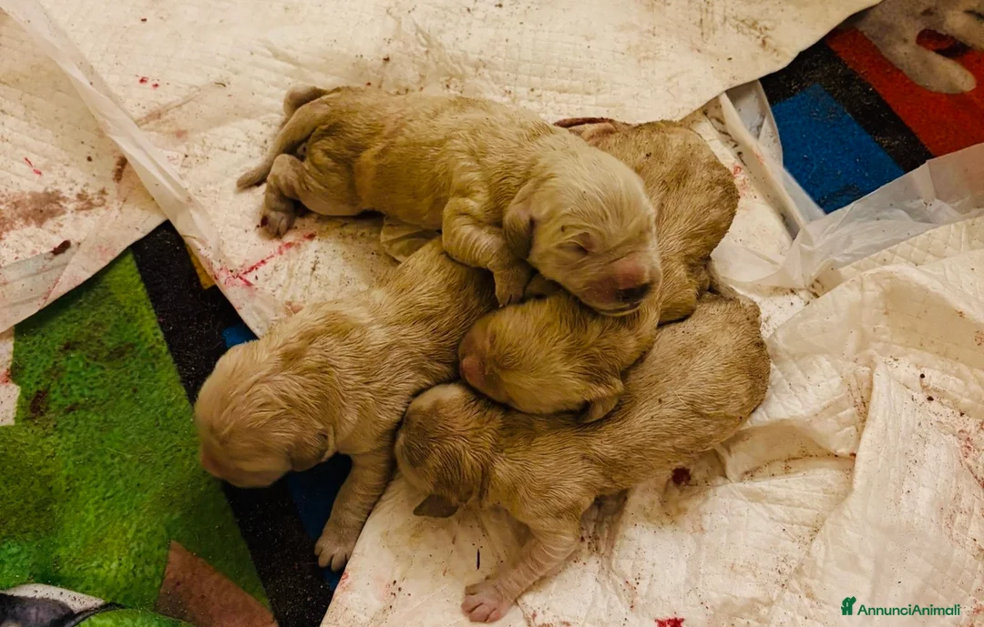 Golden Retriever cani in vendita: cuccioli golden retriver in vendita  - Annuncio 3