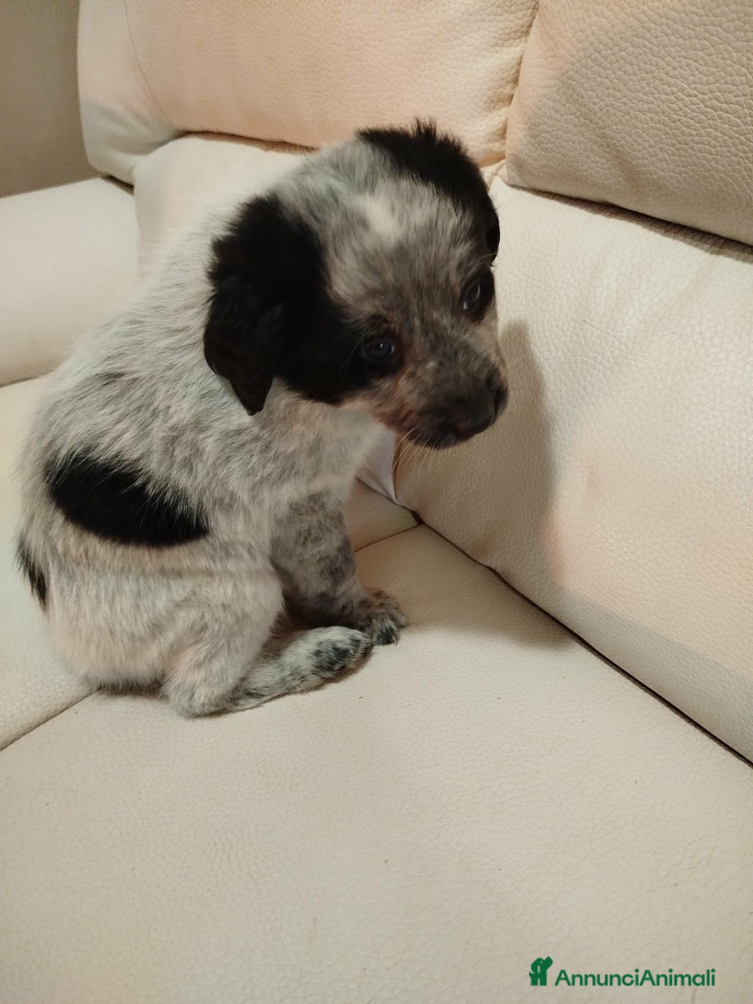 Meticcio cani Cuccioli - Annuncio 2