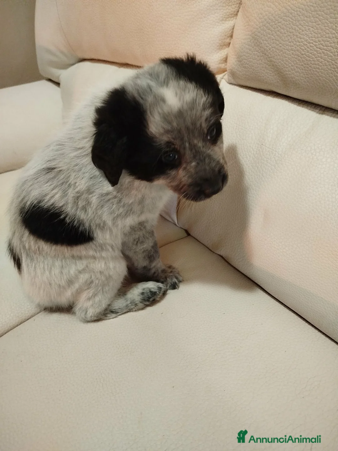 Meticcio cani in regalo: Cuccioli - Annuncio 2