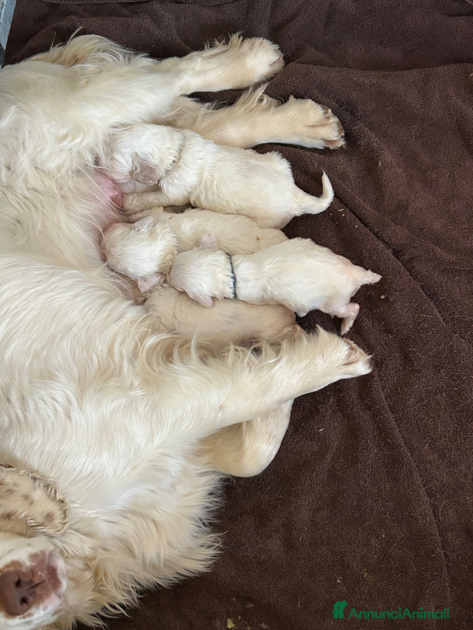 Spaniel Tedesco cani Cucccioli Clumber spaniel - Annuncio 1