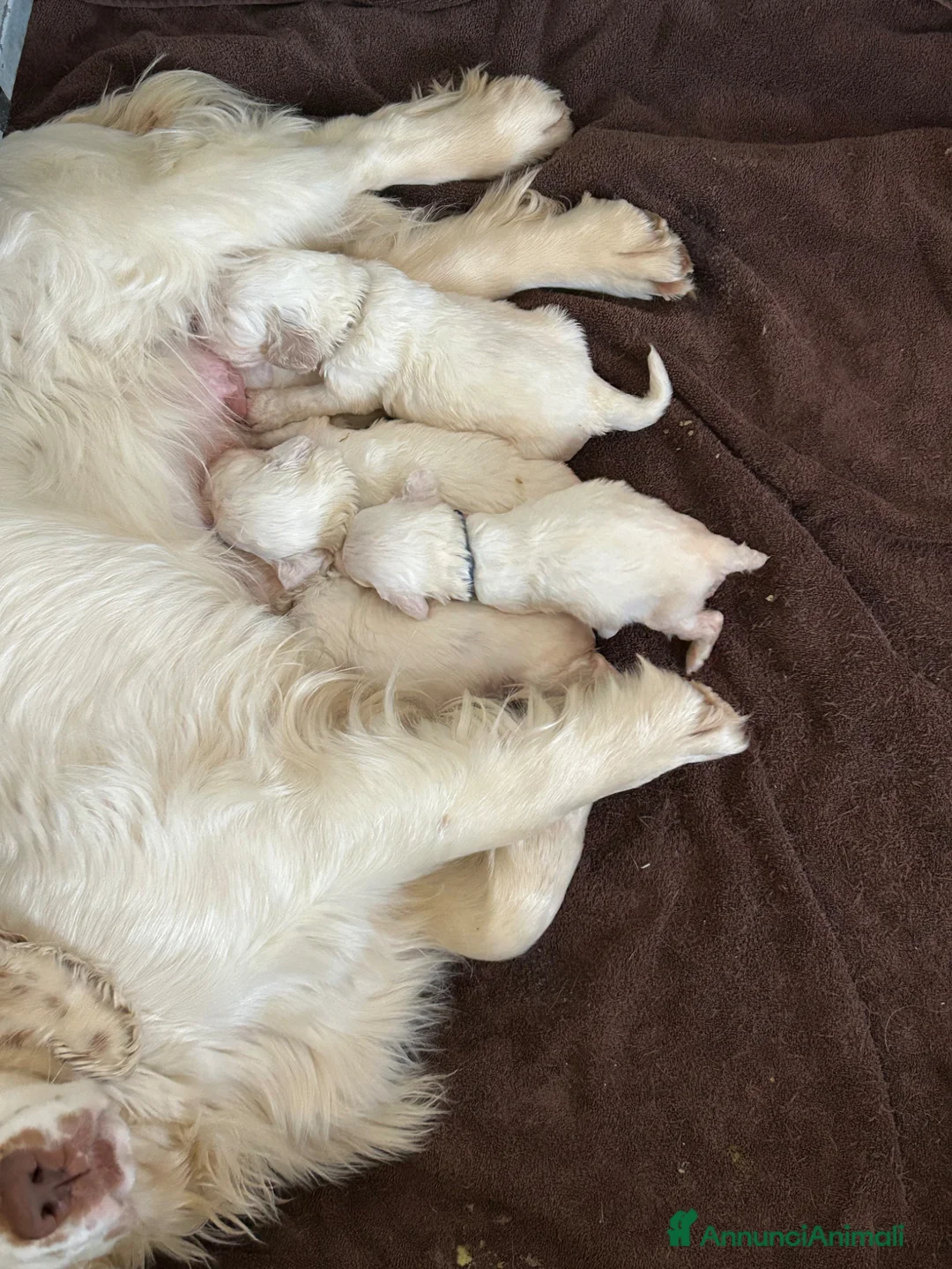 Spaniel Tedesco cani in vendita: Cucccioli Clumber spaniel - Annuncio 1