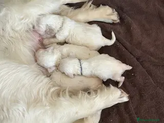 Spaniel Tedesco cani Cucccioli Clumber spaniel - Annuncio 13