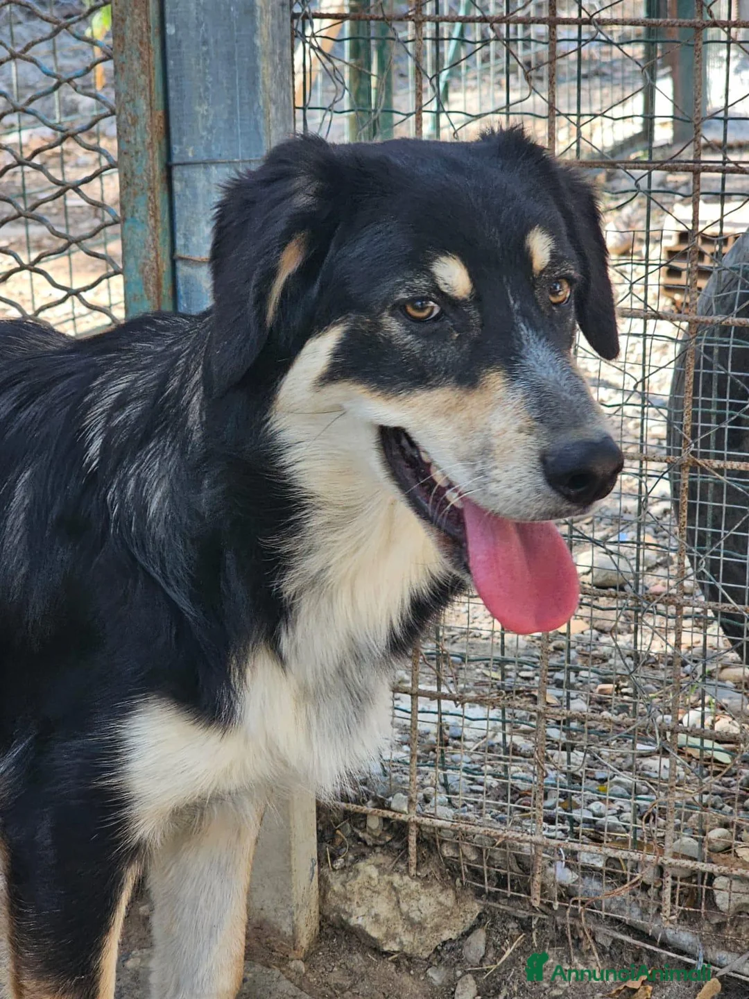 Meticcio cani in regalo: non lasciamo Astro in orbita troppo a lungo - Annuncio 9