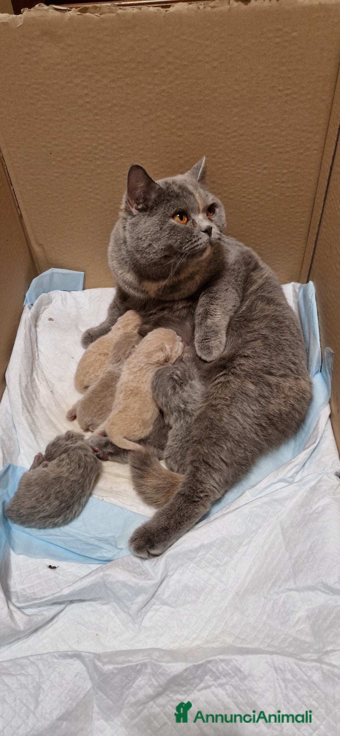 British gatti in vendita: MAGNIFICI CUCCIOLI BRITISH BLU-LILAC-LILAC TORTIE  - Annuncio 2