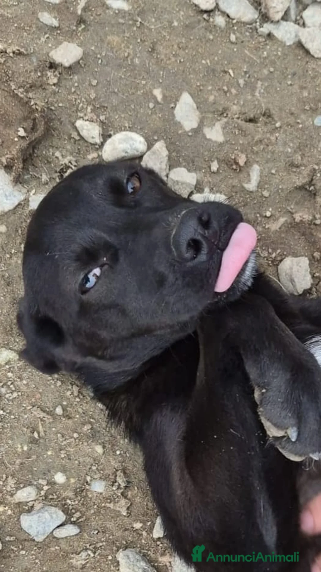 Meticcio cani in regalo: Tanti cuccioli cercano un porto sicuro - Annuncio 18