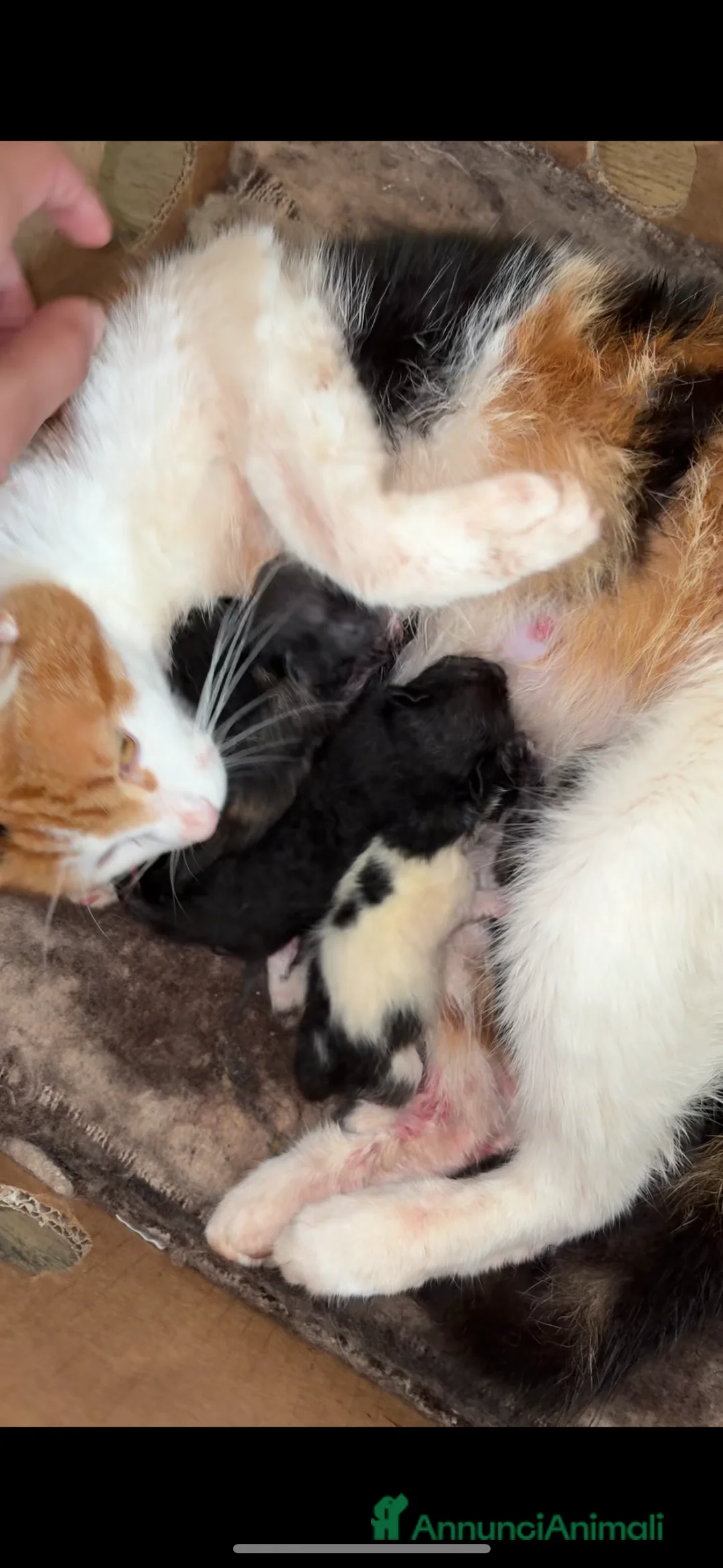 Europeo gatti in regalo: In regalo gattini europei - Annuncio 7