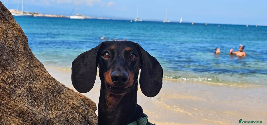 Bassotto cani per accoppiamento: Bassotto con pedigree cerca Bassotta per “coccole” a Provincia di Verona - Annuncio 1