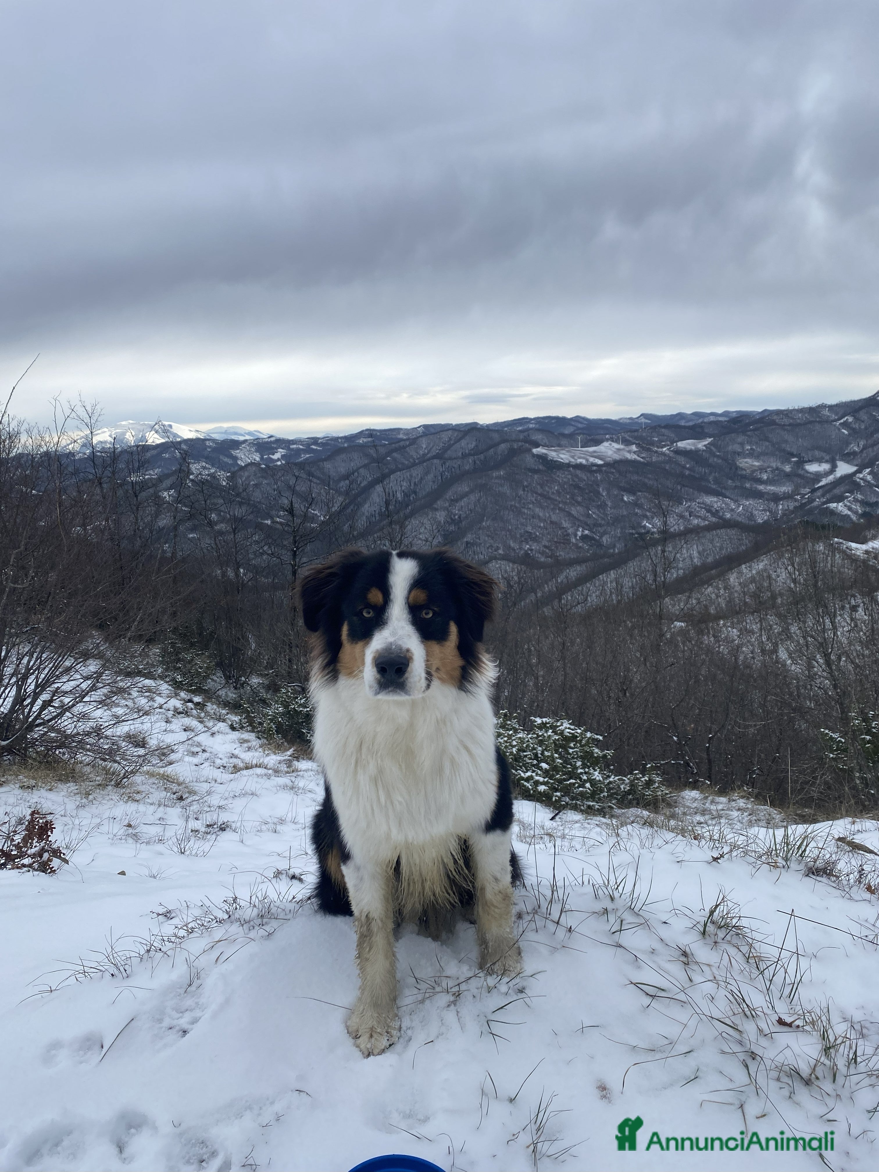 Australian Shepherd cani Pastore Australiano black tricolor per monte - Annuncio 31