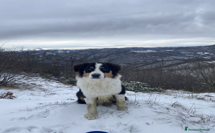 Australian Shepherd cani - Annuncio 8