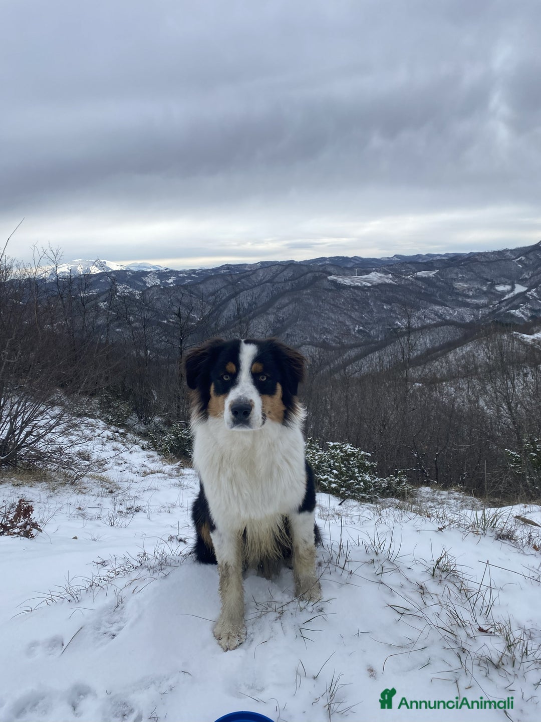 Australian Shepherd cani per accoppiamento: Pastore Australiano black tricolor per monte - Annuncio 1
