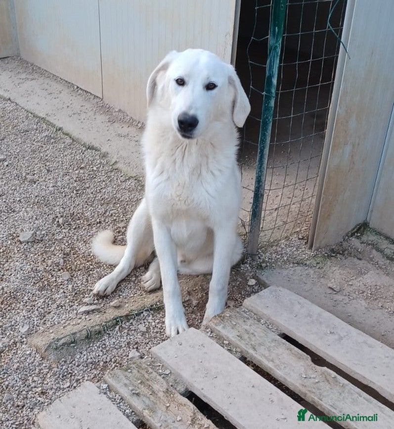 Meticcio cani ADOTTA DEMYR a Città metropolitana di Roma Capitale - Annuncio 34