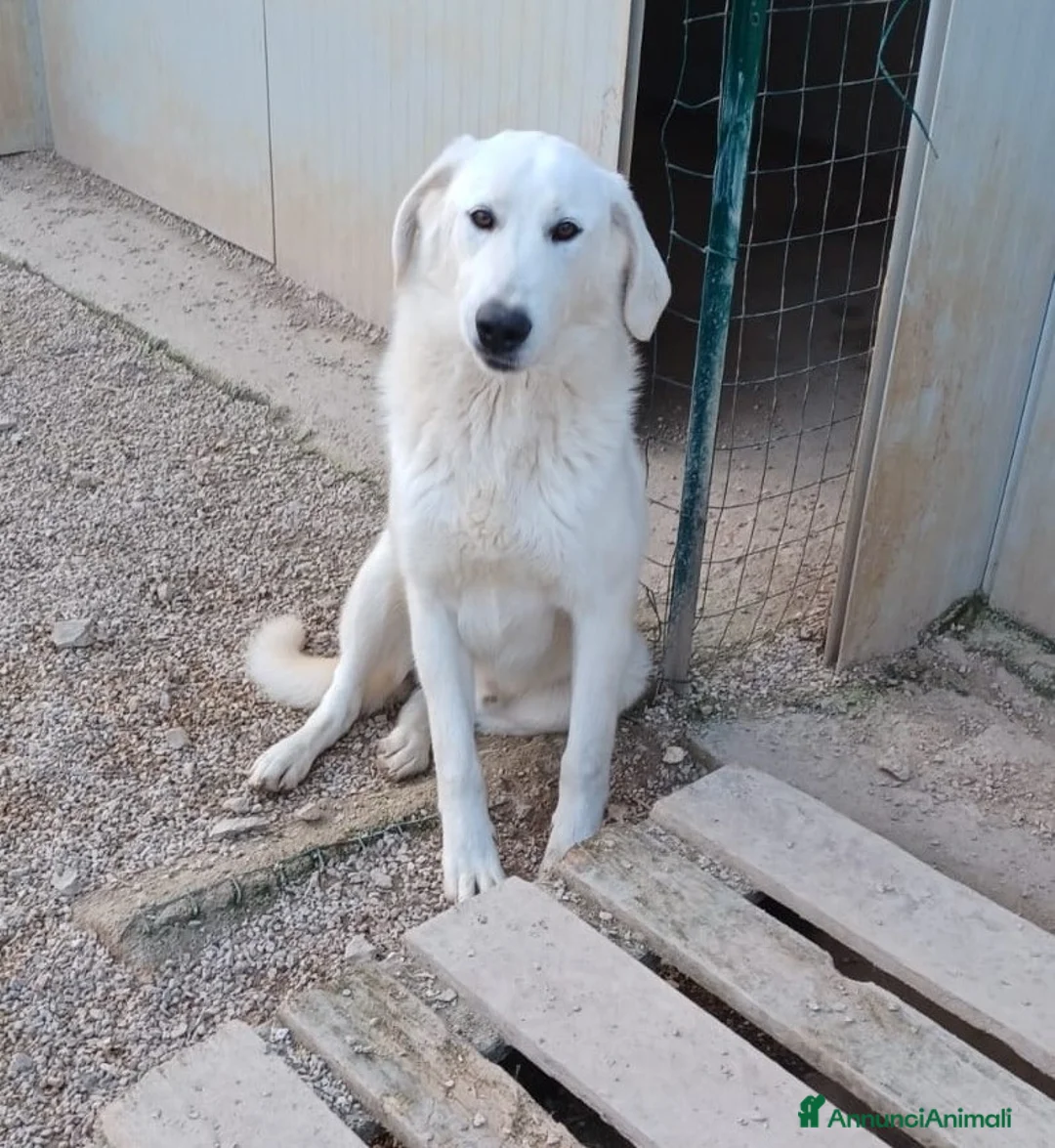 Meticcio cani in regalo: ADOTTA DEMYR a Città metropolitana di Roma Capitale - Annuncio 1