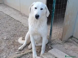 Meticcio cani ADOTTA DEMYR a Città metropolitana di Roma Capitale - Annuncio 39