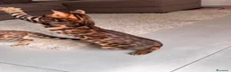 Bengala gatti in vendita: Bengala TICA Bellissimi ed Adorabili  a Città Metropolitana di Napoli - Annuncio 17