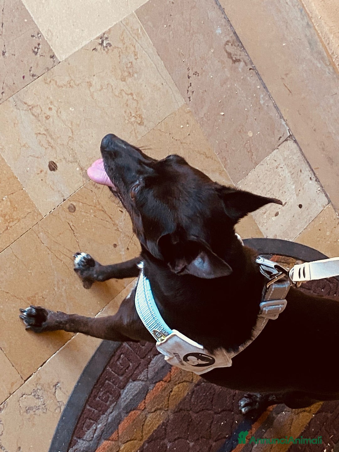 Pinscher Miniatura cani in regalo: Chicco pinscher molto tranquillo e coccolone - Annuncio 20