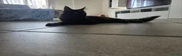 Maine Coon gatti in vendita: Cucciolo Maine Coon total black  3 mesi - Annuncio 4