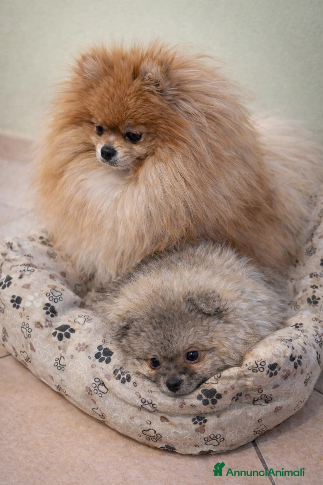 Volpino Pomerania cani in vendita: Volpino pomerania femmina pedigree - Annuncio 1