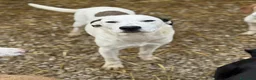 Dogo Argentino cani in regalo: BALINA, cucciola mix DOGO ARGENTINO. Tenerissima!! - Annuncio 1