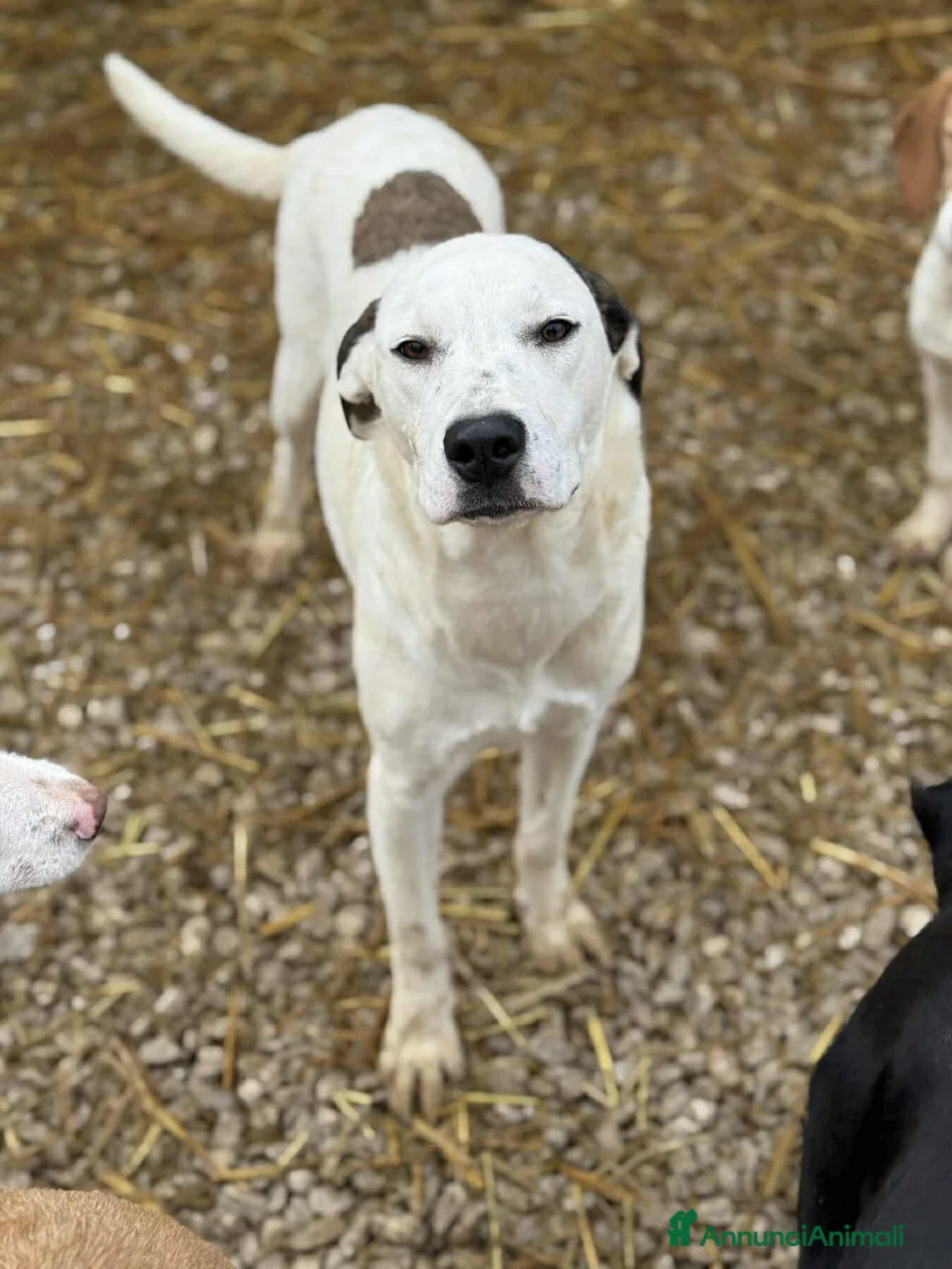 Dogo Argentino cani in regalo: BALINA, cucciola mix DOGO ARGENTINO. Tenerissima!! - Annuncio 1