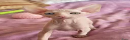 Sphynx gatti per accoppiamento: Gatto canadian Sphynx per accoppiamento  - Annuncio 6