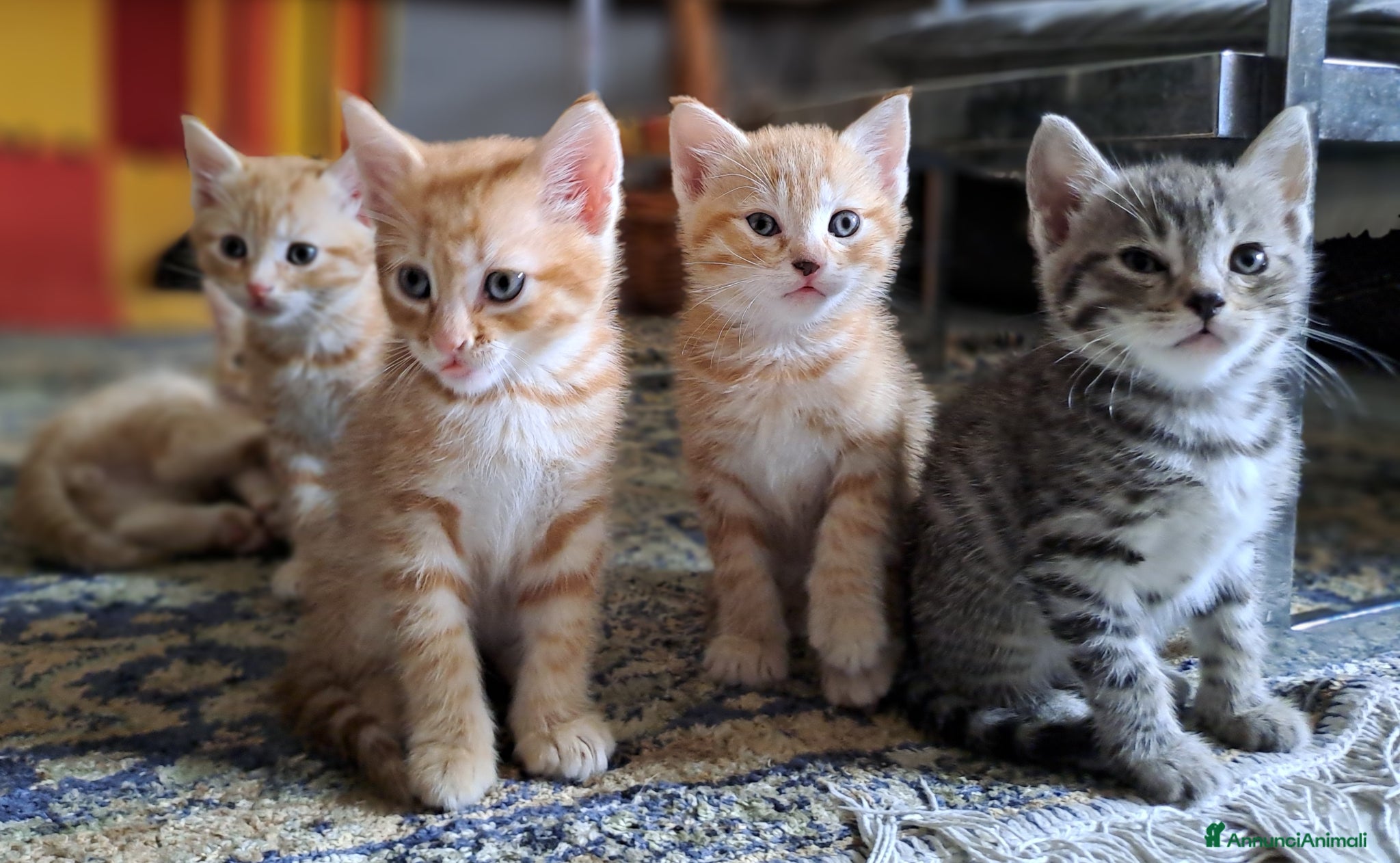 Europeo gatti in regalo: Splendidi gattini cercano casa - Annuncio 5