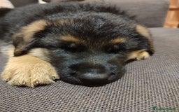 Pastore Tedesco cani in vendita: cuccioli di pastore tedesco a Provincia di Ancona - Immagine 2