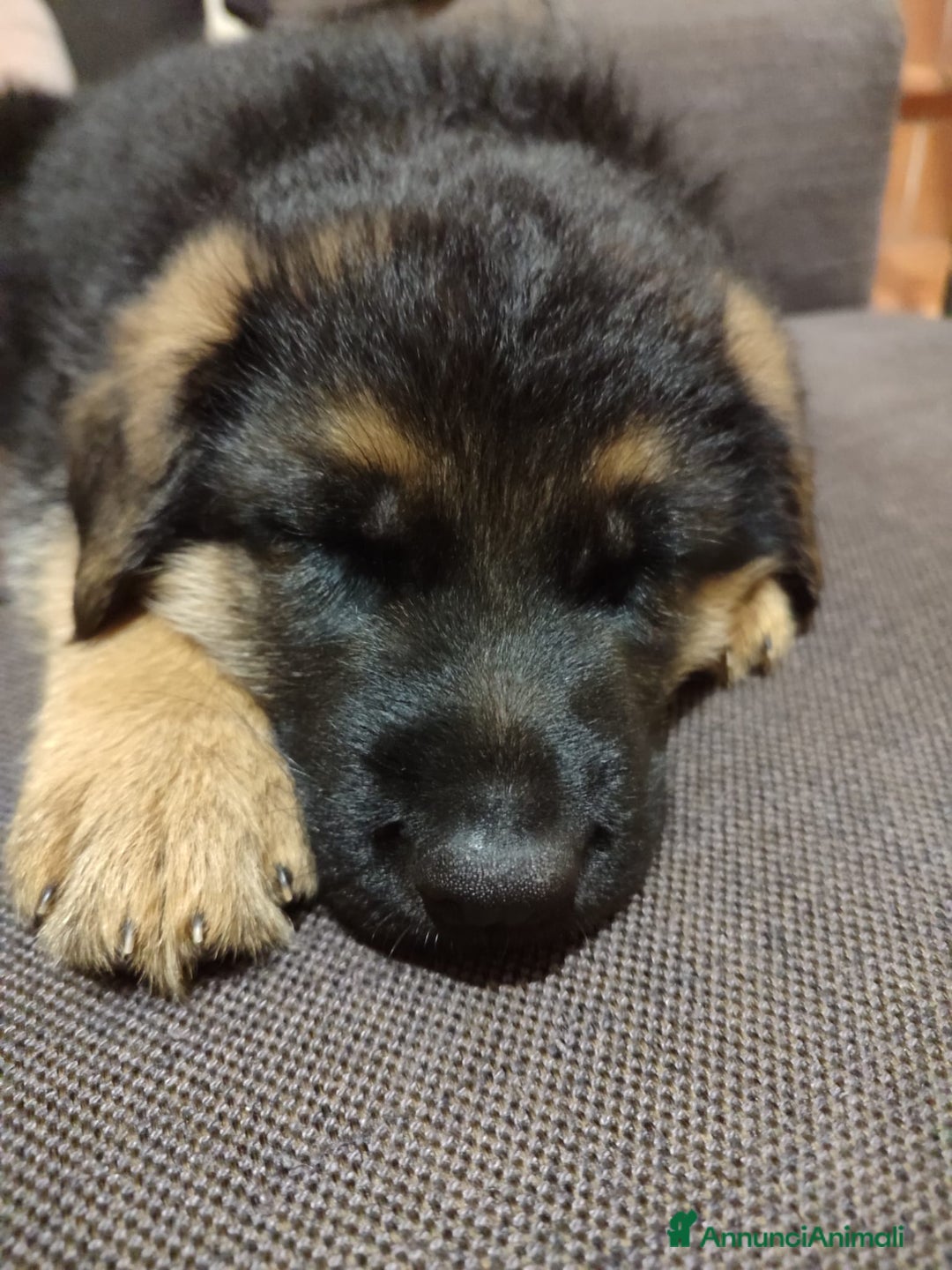 Pastore Tedesco cani in vendita: cuccioli di pastore tedesco a Provincia di Ancona - Immagine 2