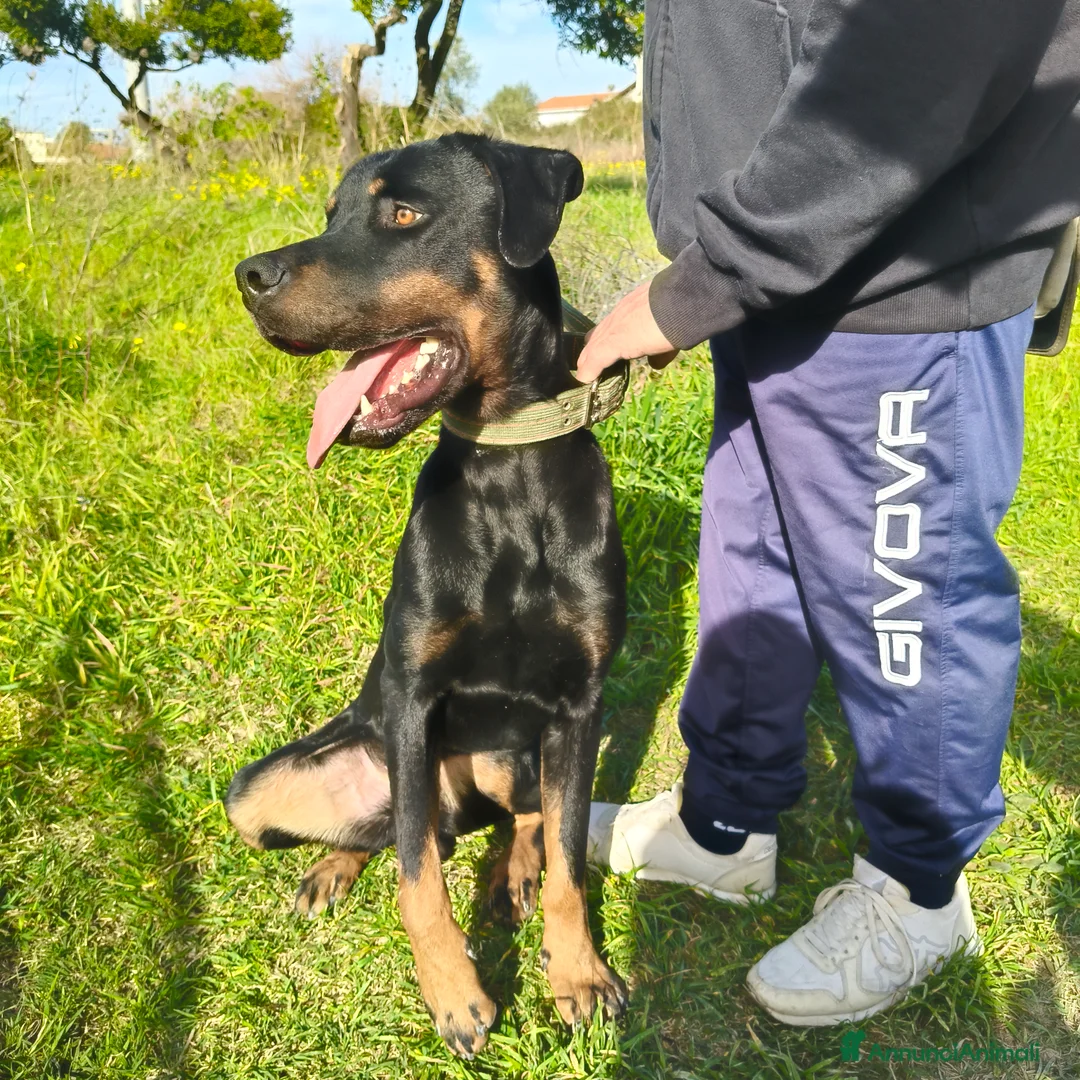 Meticcio cani in regalo: NICO CERCA CASA  a Città metropolitana di Milano - Annuncio 2