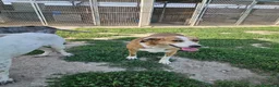 Meticcio cani in regalo: Lea: dolcissima e socievole con tutti  - Annuncio 6
