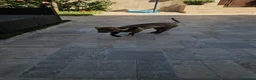 Meticcio cani in regalo: Pandora: cucciolotta taglia piccola socievole  - Annuncio 8
