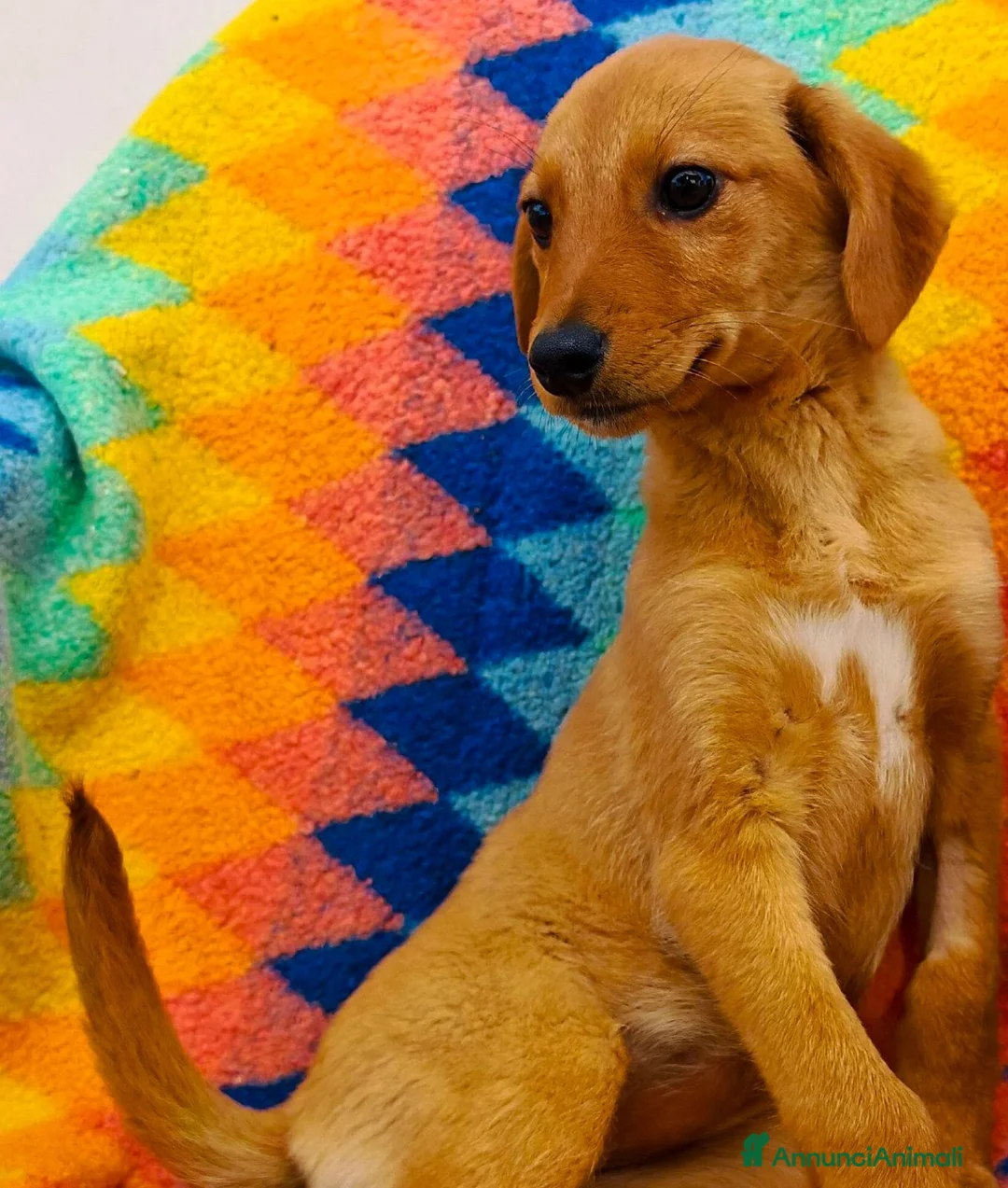 Meticcio cani in regalo: NOCCIOLA 🩷 - cucciolina cerca casa 🥰 - Annuncio 1