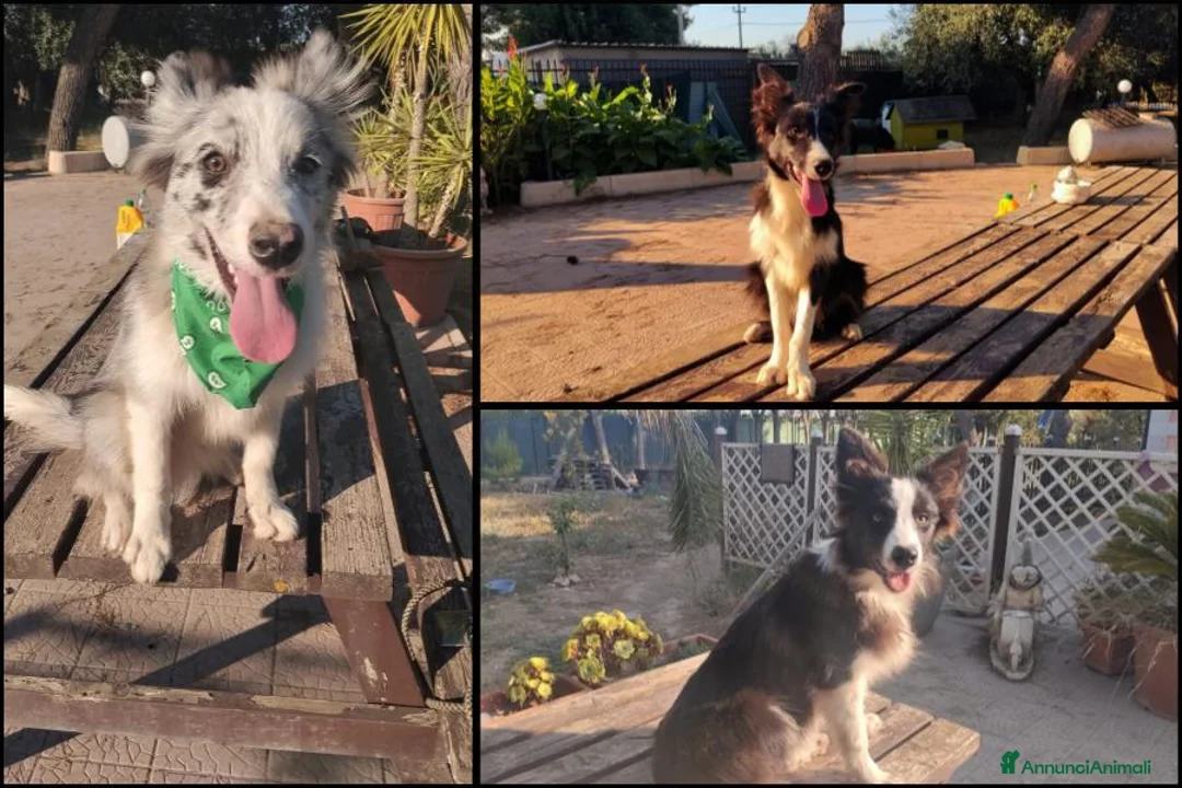 Border Collie cani in vendita: Cuccioli di Border collie - Annuncio 1